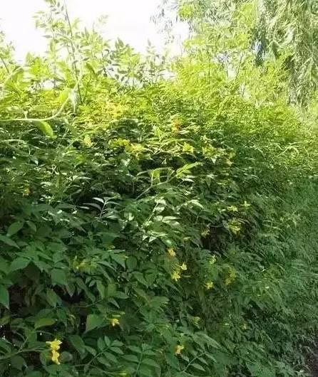 認(rèn)識植物：這些常見的園林植物你認(rèn)識嗎？
