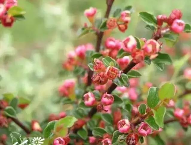 認(rèn)識植物：這些常見的園林植物你認(rèn)識嗎？