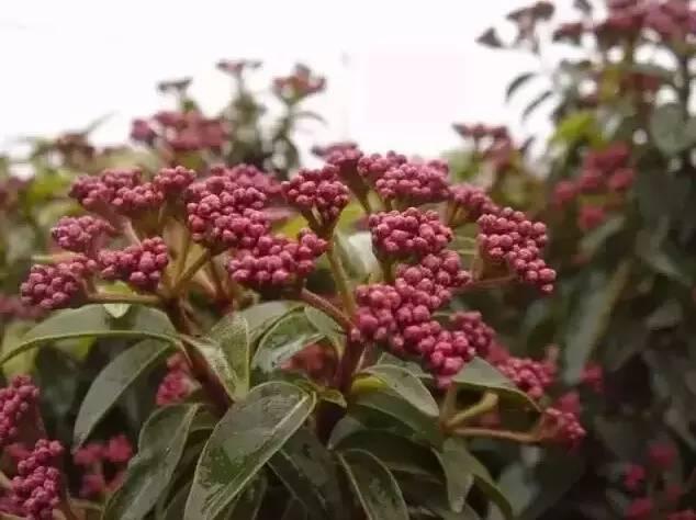 認(rèn)識植物：這些常見的園林植物你認(rèn)識嗎？