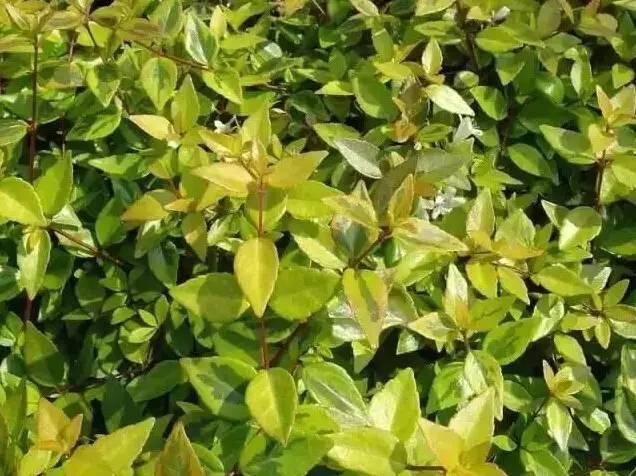 認(rèn)識植物：這些常見的園林植物你認(rèn)識嗎？