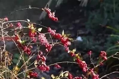 認識植物：這些常見的園林植物你認識嗎？