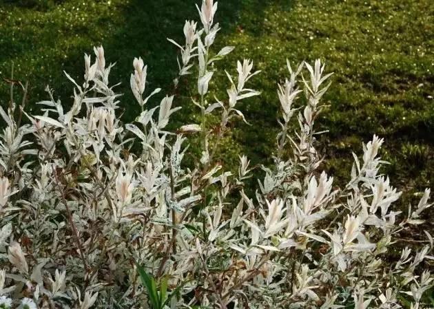 認識植物：這些常見的園林植物你認識嗎？