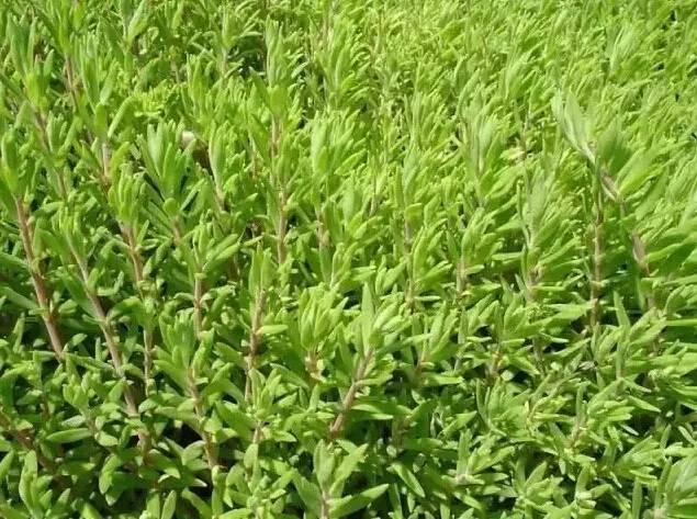 認識植物：這些常見的園林植物你認識嗎？