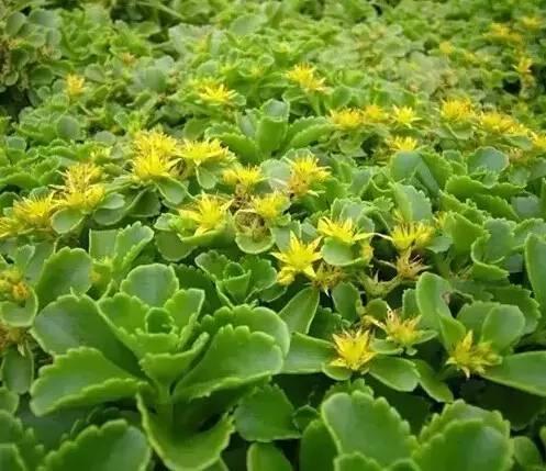 認識植物：這些常見的園林植物你認識嗎？