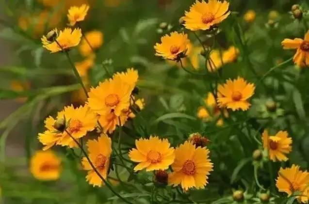 認識植物：這些常見的園林植物你認識嗎？