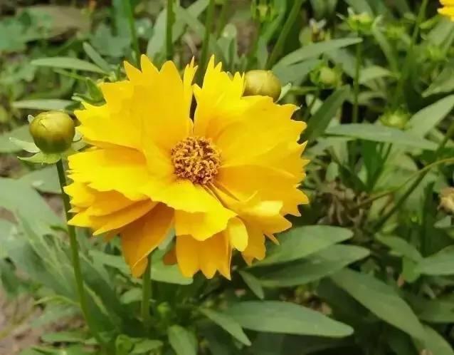 認識植物：這些常見的園林植物你認識嗎？