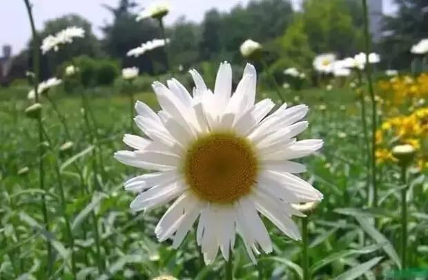 認識植物：這些常見的園林植物你認識嗎？