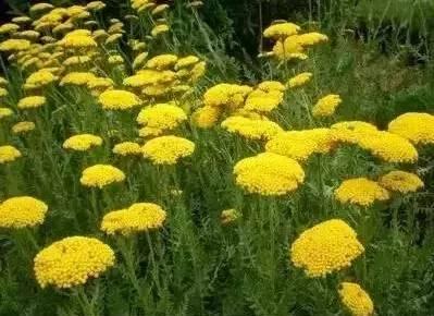 認識植物：這些常見的園林植物你認識嗎？