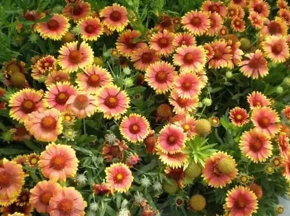 認識植物：這些常見的園林植物你認識嗎？