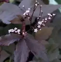 認識植物:這些常見的園林植物你認識嗎?