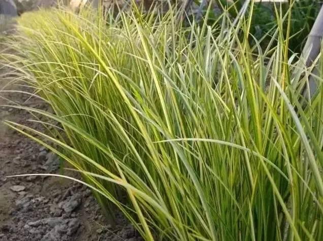 認(rèn)識(shí)植物：這些常見的園林植物你認(rèn)識(shí)嗎？