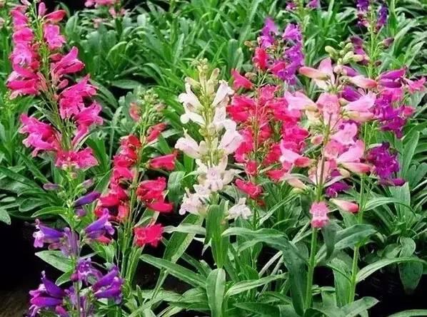 認(rèn)識(shí)植物：這些常見的園林植物你認(rèn)識(shí)嗎？