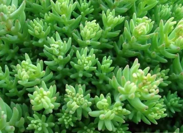 認(rèn)識(shí)植物：這些常見的園林植物你認(rèn)識(shí)嗎？