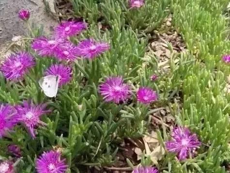 認(rèn)識(shí)植物：這些常見的園林植物你認(rèn)識(shí)嗎？