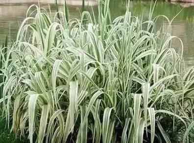 認(rèn)識(shí)植物：這些常見的園林植物你認(rèn)識(shí)嗎？