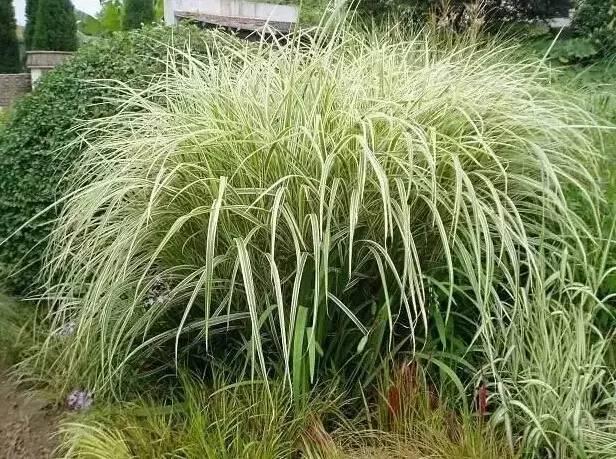 認(rèn)識(shí)植物：這些常見的園林植物你認(rèn)識(shí)嗎？