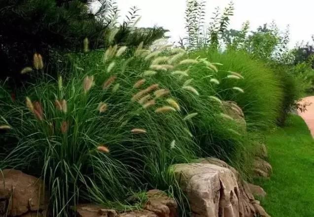 認(rèn)識(shí)植物：這些常見的園林植物你認(rèn)識(shí)嗎？