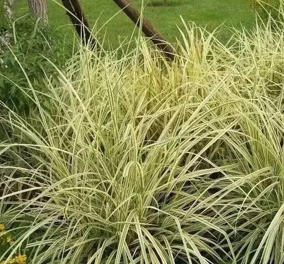 認識植物：這些常見的園林植物你認識嗎？