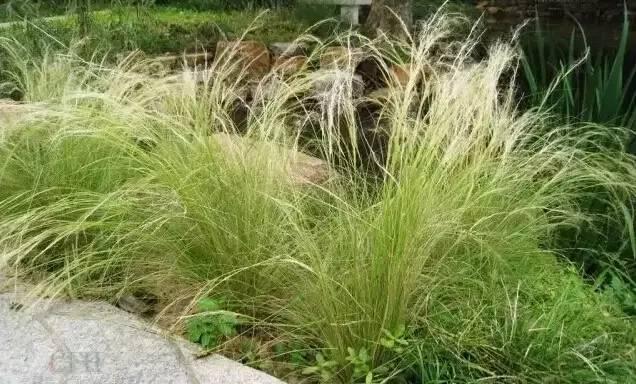 認識植物：這些常見的園林植物你認識嗎？