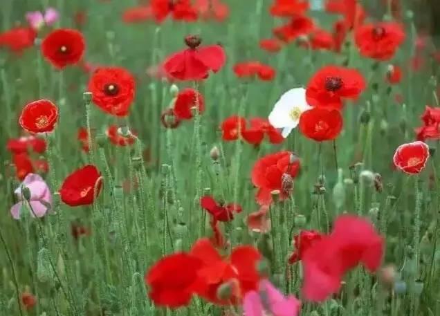 認識植物：這些常見的園林植物你認識嗎？