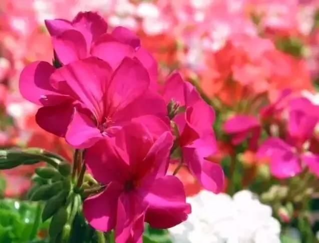 認識植物：這些常見的園林植物你認識嗎？