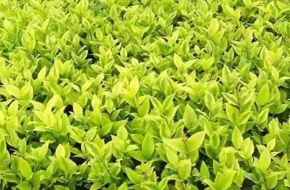 認(rèn)識(shí)植物：這些常見的園林植物你認(rèn)識(shí)嗎？