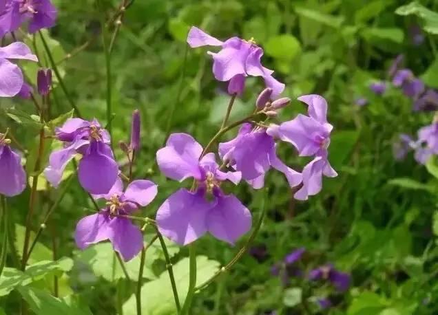 認(rèn)識(shí)植物：這些常見的園林植物你認(rèn)識(shí)嗎？