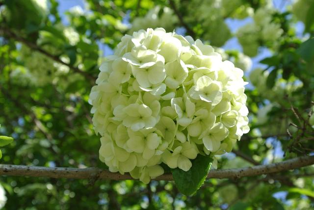 上海的木本繡球即將進入盛花期