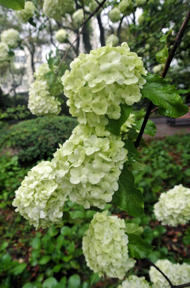 上海的木本繡球即將進入盛花期
