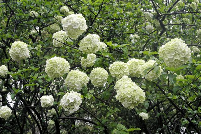 上海的木本繡球即將進入盛花期