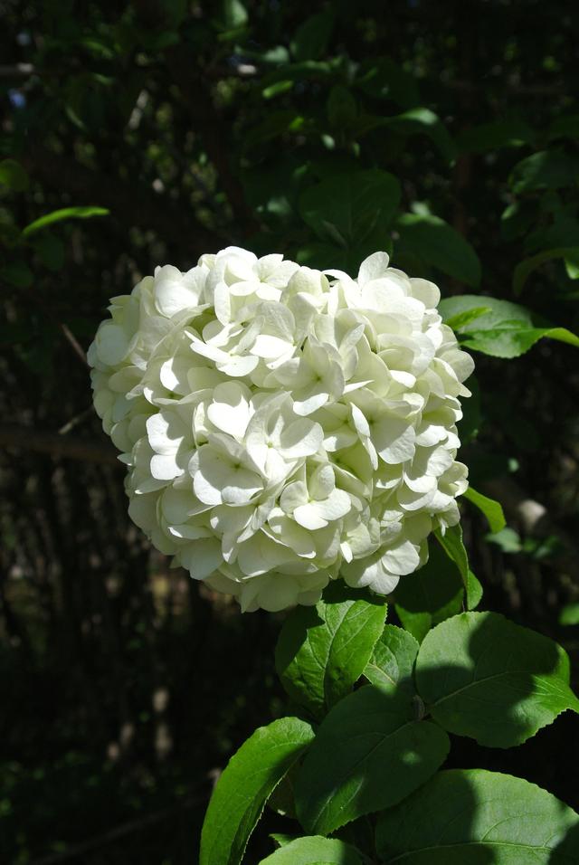 上海的木本繡球即將進入盛花期