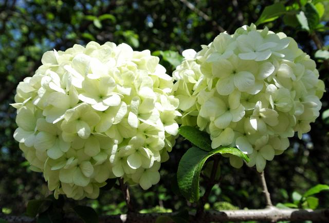 上海的木本繡球即將進入盛花期