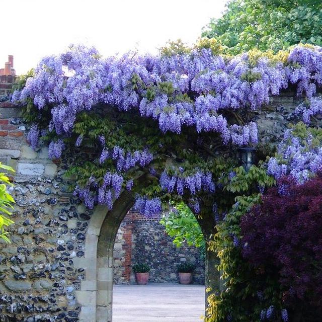 八種陽臺(tái)樓頂經(jīng)常使用的攀援植物