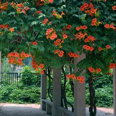 八種陽臺(tái)樓頂經(jīng)常使用的攀援植物