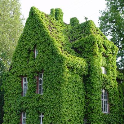 八種陽臺(tái)樓頂經(jīng)常使用的攀援植物