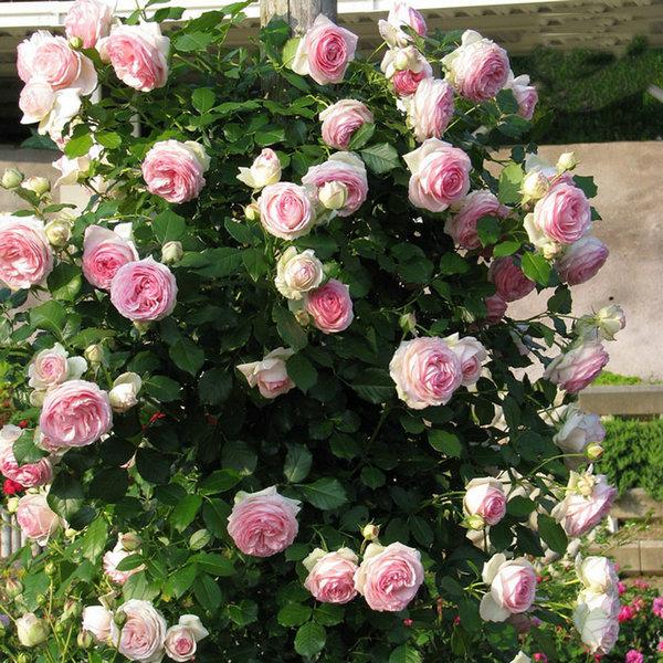 八種陽臺(tái)樓頂經(jīng)常使用的攀援植物