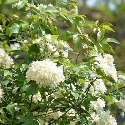 八種陽臺(tái)樓頂經(jīng)常使用的攀援植物