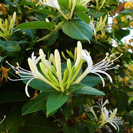 八種陽臺(tái)樓頂經(jīng)常使用的攀援植物