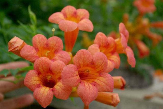 厚萼凌霄：美麗的攀援植物