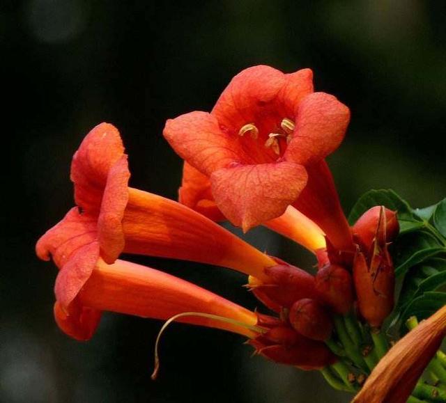 厚萼凌霄：美麗的攀援植物