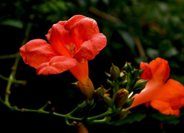 厚萼凌霄：美麗的攀援植物
