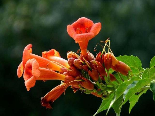 厚萼凌霄：美麗的攀援植物