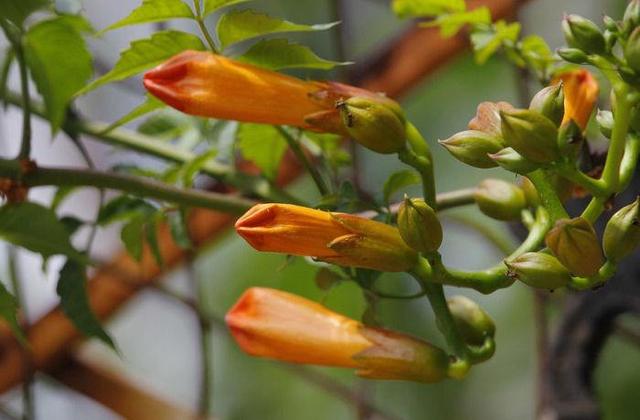 厚萼凌霄：美麗的攀援植物