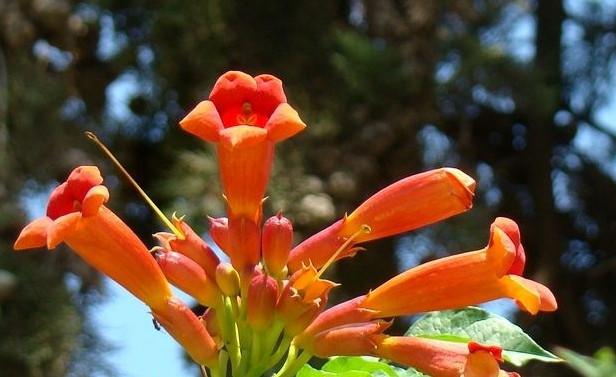 厚萼凌霄：美麗的攀援植物