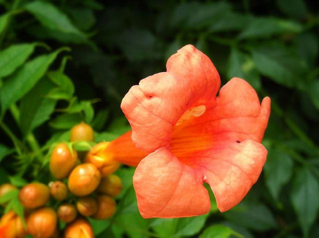 厚萼凌霄：美麗的攀援植物