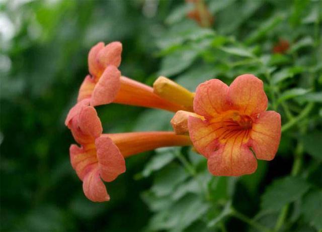 厚萼凌霄：美麗的攀援植物