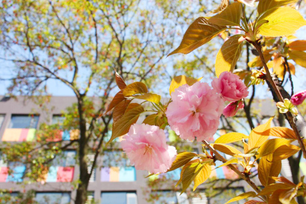古老的草木拓印，留住植物最美的一刻