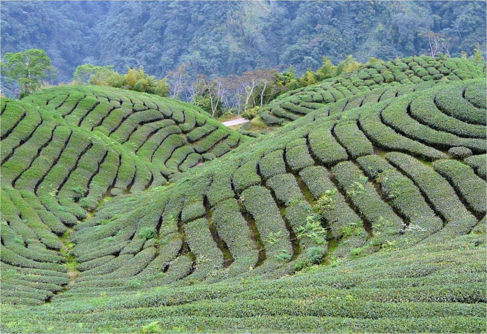 優(yōu)秀設(shè)計師作品交流會Chatterjee演講實錄