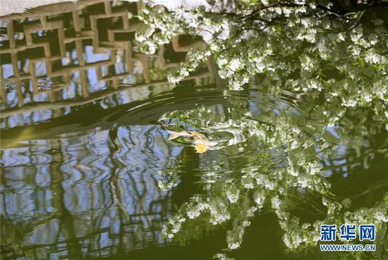 在紐約寄興園體驗(yàn)中國園林之美