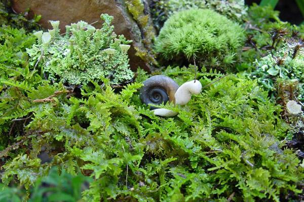 青苔造景入門小知識